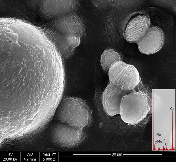 The Biomineralization laboratory at Qatar University